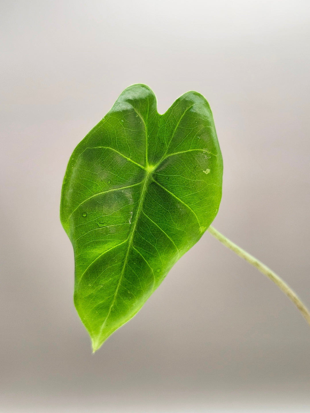 Alocasia Purple Vein Longiloba Tissue Culture