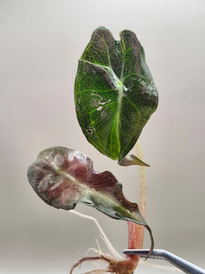 Alocasia Venom Tissue Culture