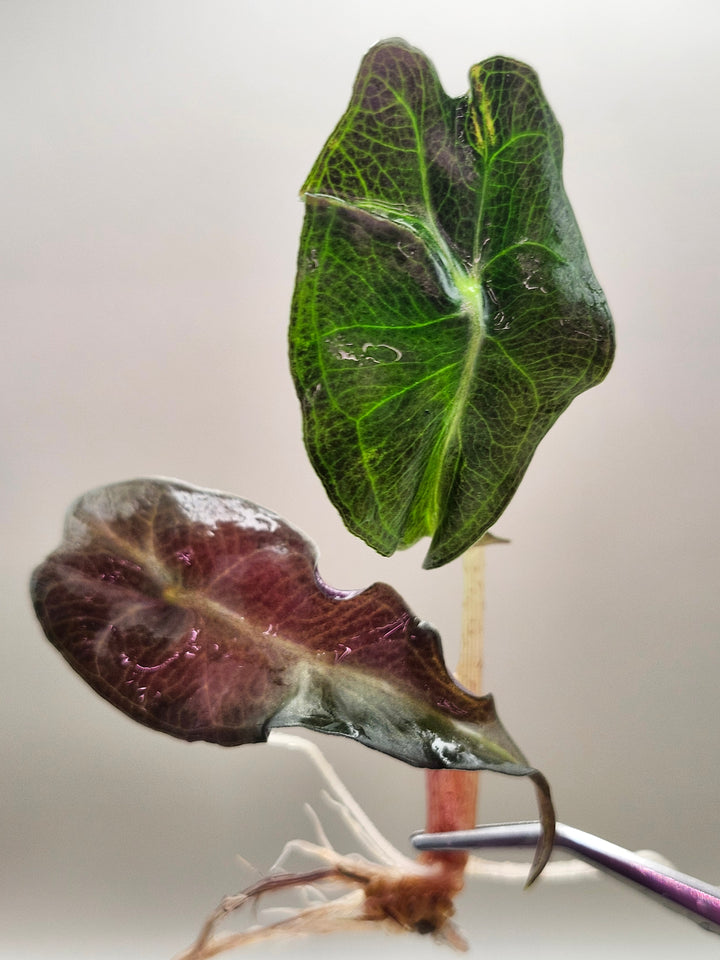 Alocasia Venom Tissue Culture