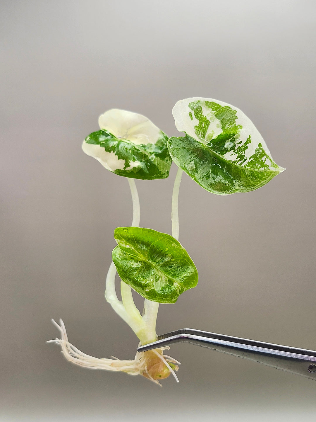 Alocasia Variegated Frydek Tissue Culture