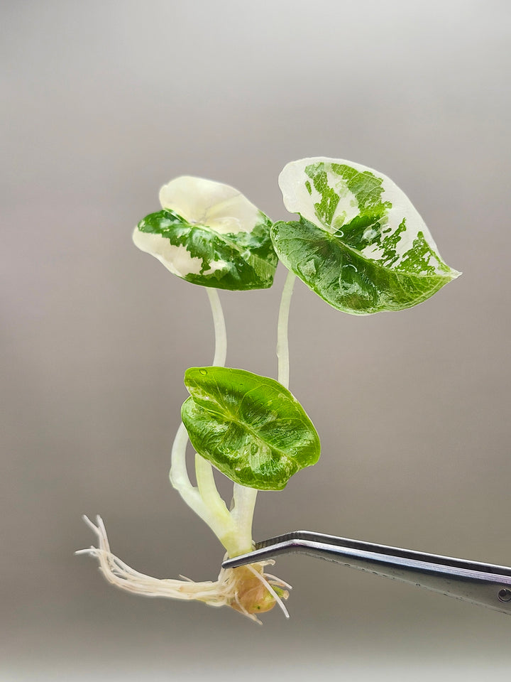 Alocasia Variegated Frydek Tissue Culture