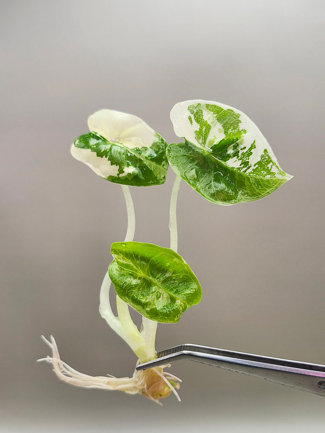 Alocasia Variegated Frydek Tissue Culture