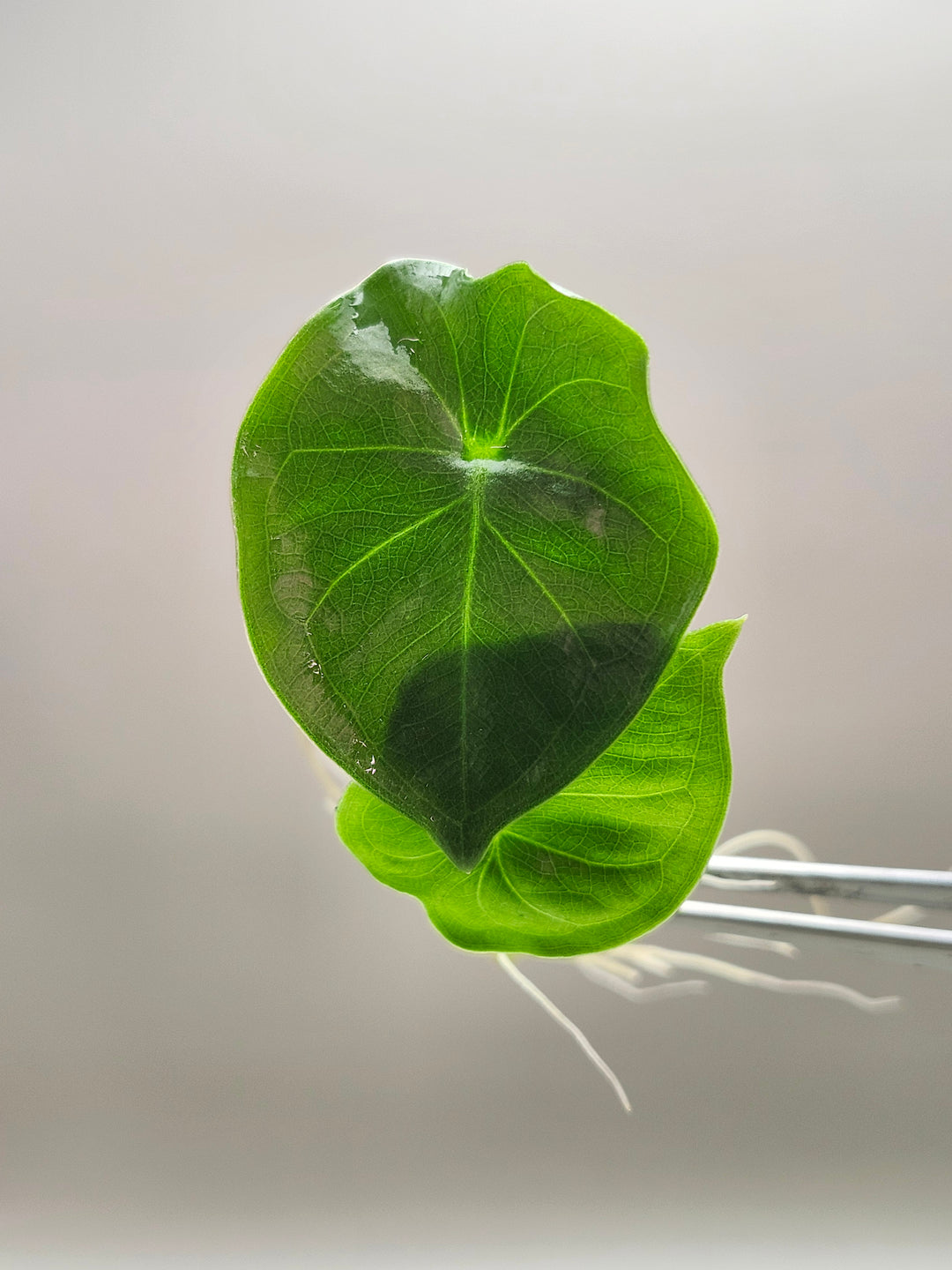 Alocasia Infernalis Black Magic Tissue Culture