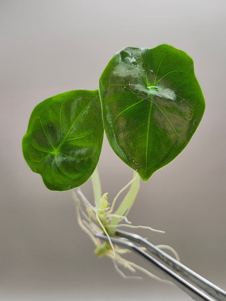 Alocasia Infernalis Black Magic Tissue Culture
