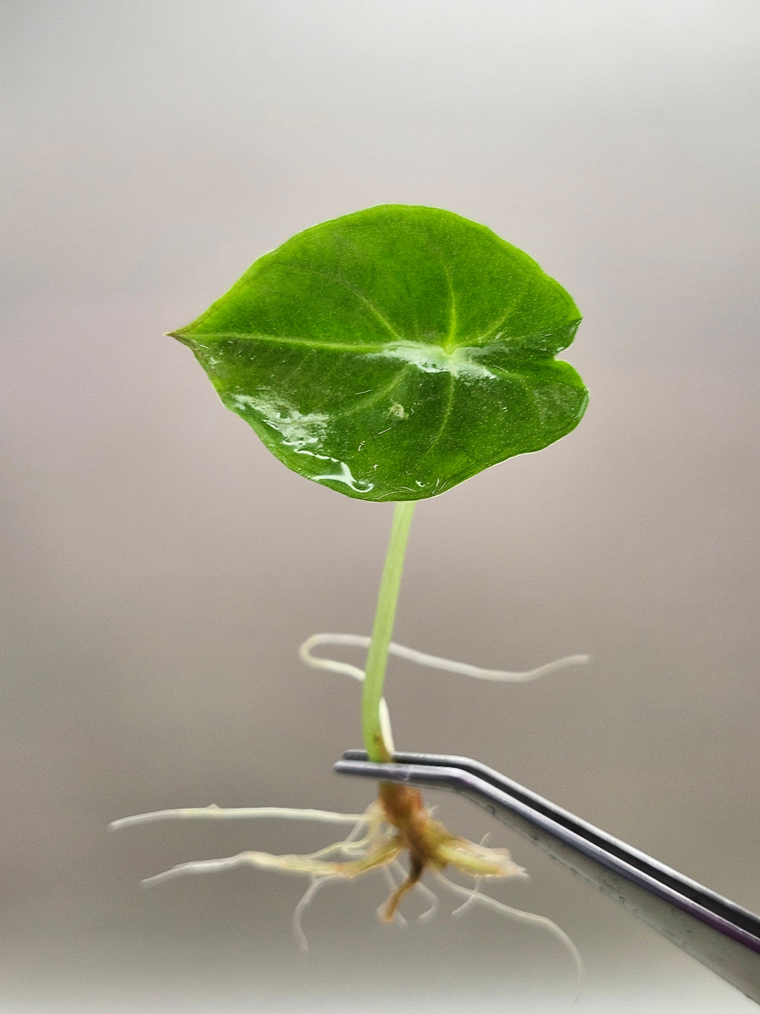 Alocasia Nebula Elaine Tissue Culture