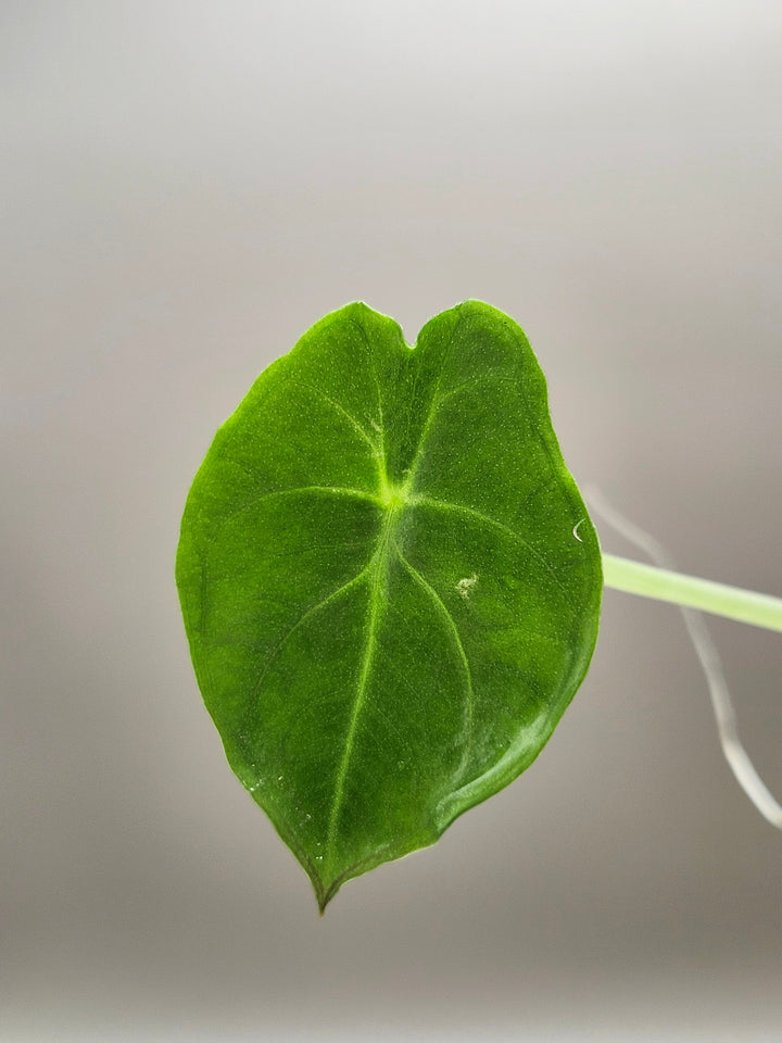 Alocasia Nebula Elaine Tissue Culture