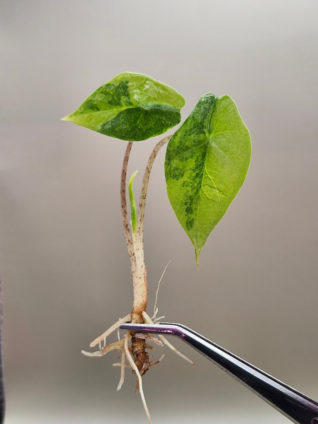 Alocasia Metallic Blue Aurea Tissue Culture