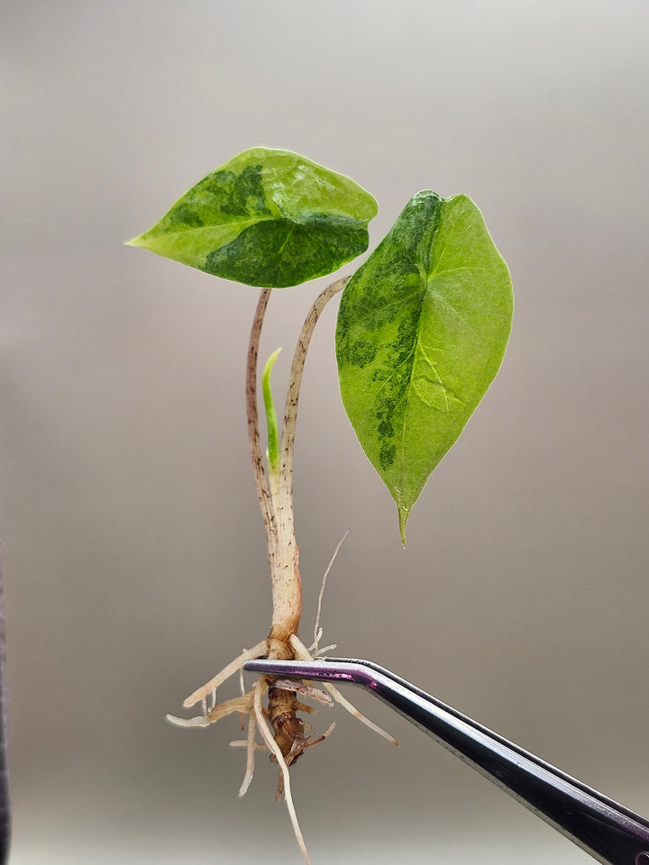 Alocasia Metallic Blue Aurea Tissue Culture