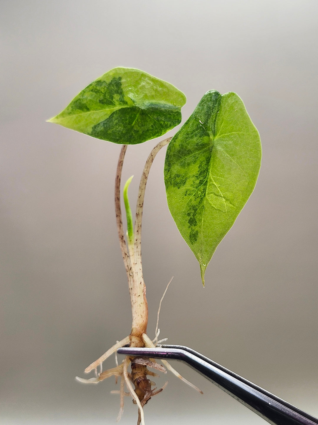Alocasia Metallic Blue Aurea Tissue Culture