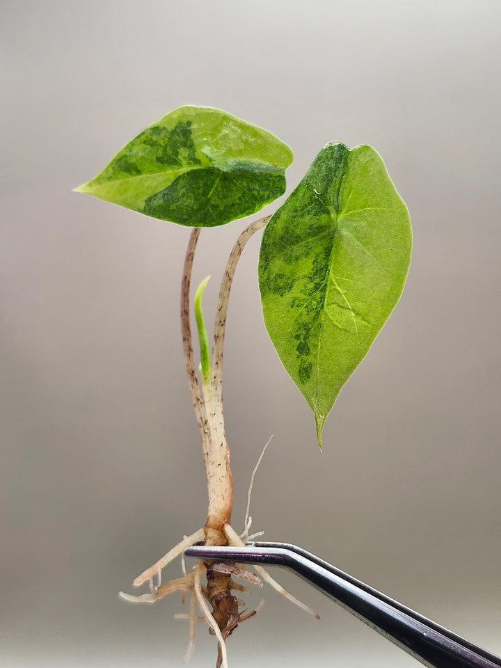 Alocasia Metallic Blue Aurea Tissue Culture