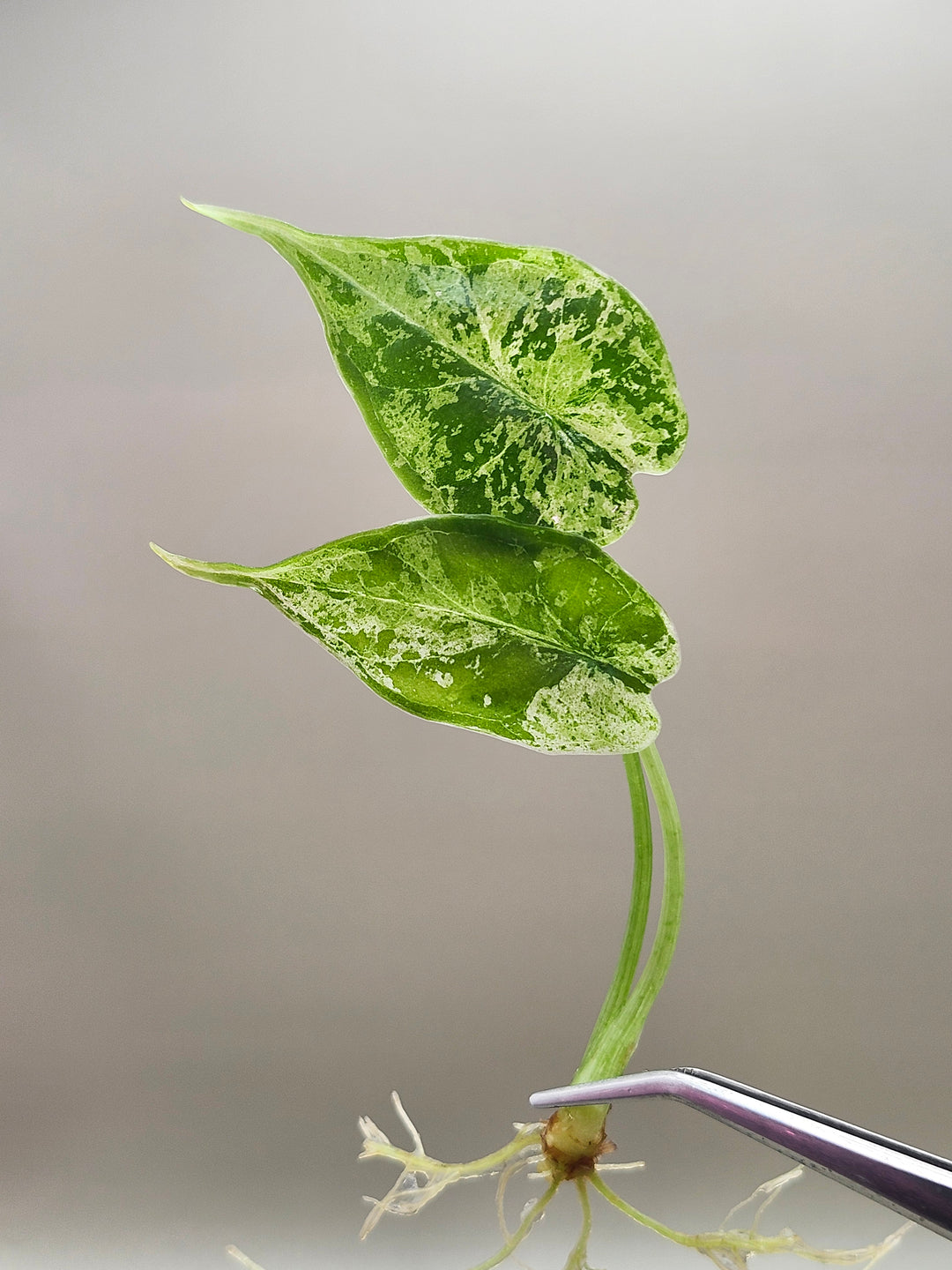 Alocasia Dragon Scale Mint Tissue Culture