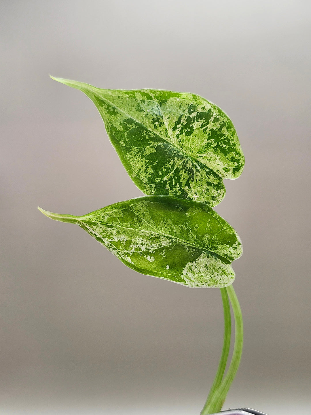 Alocasia Dragon Scale Mint Tissue Culture