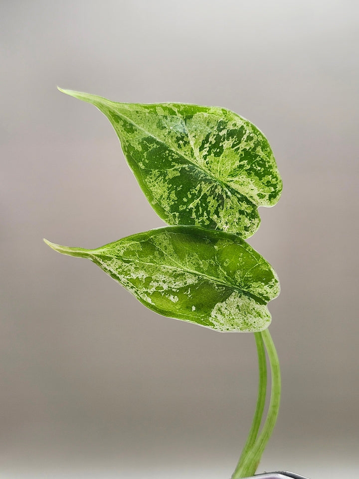 Alocasia Dragon Scale Mint Tissue Culture