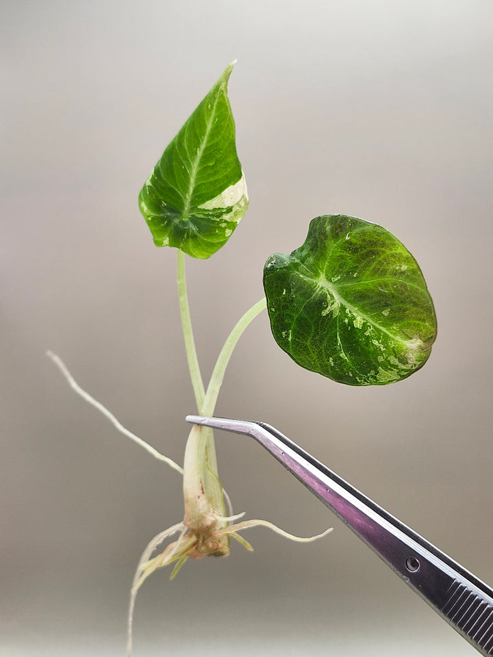 Alocasia Black Velvet Pink Tissue Culture