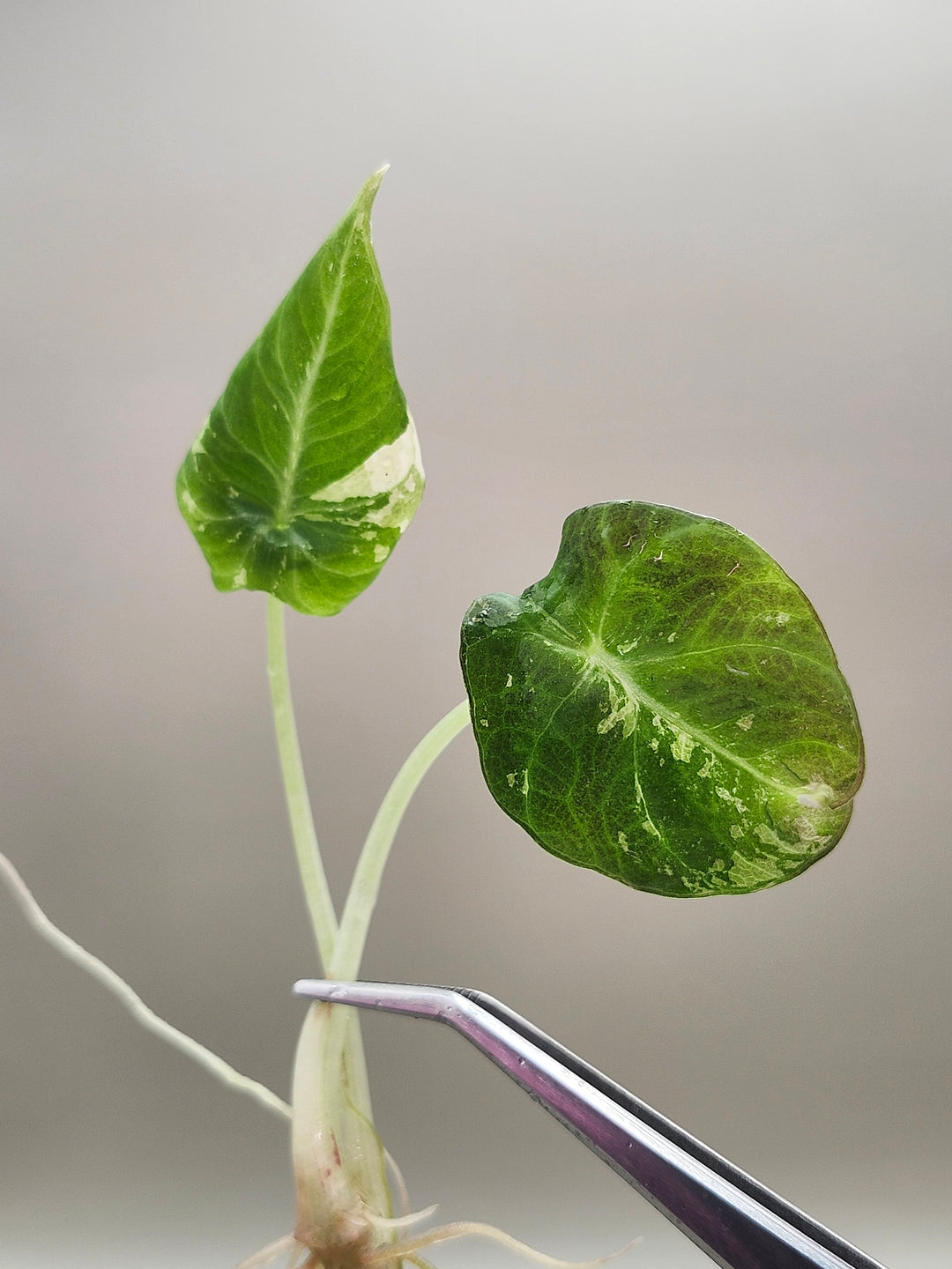 Alocasia Black Velvet Pink Tissue Culture