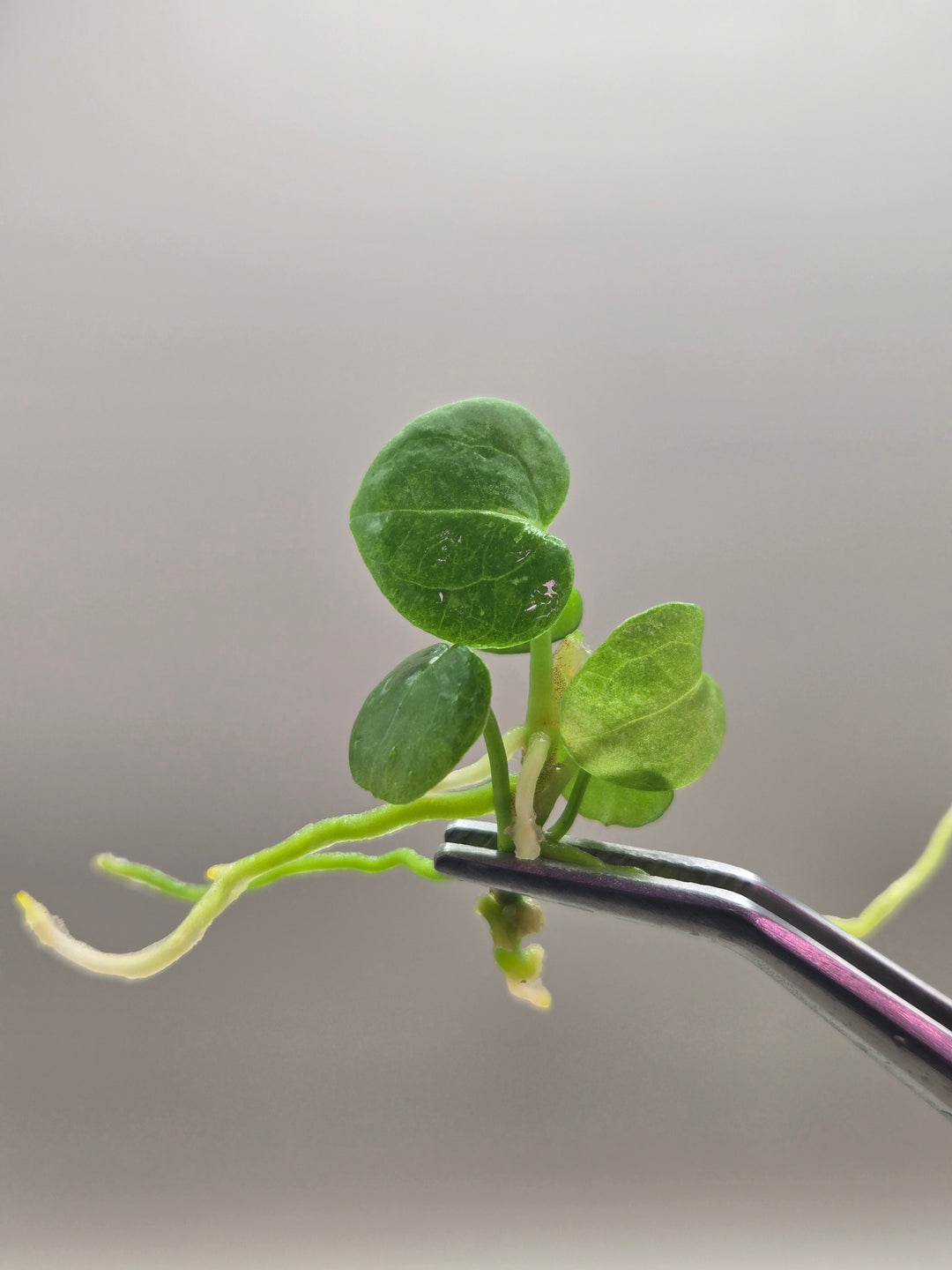 Anthurium Crackin Veins Tissue Culture