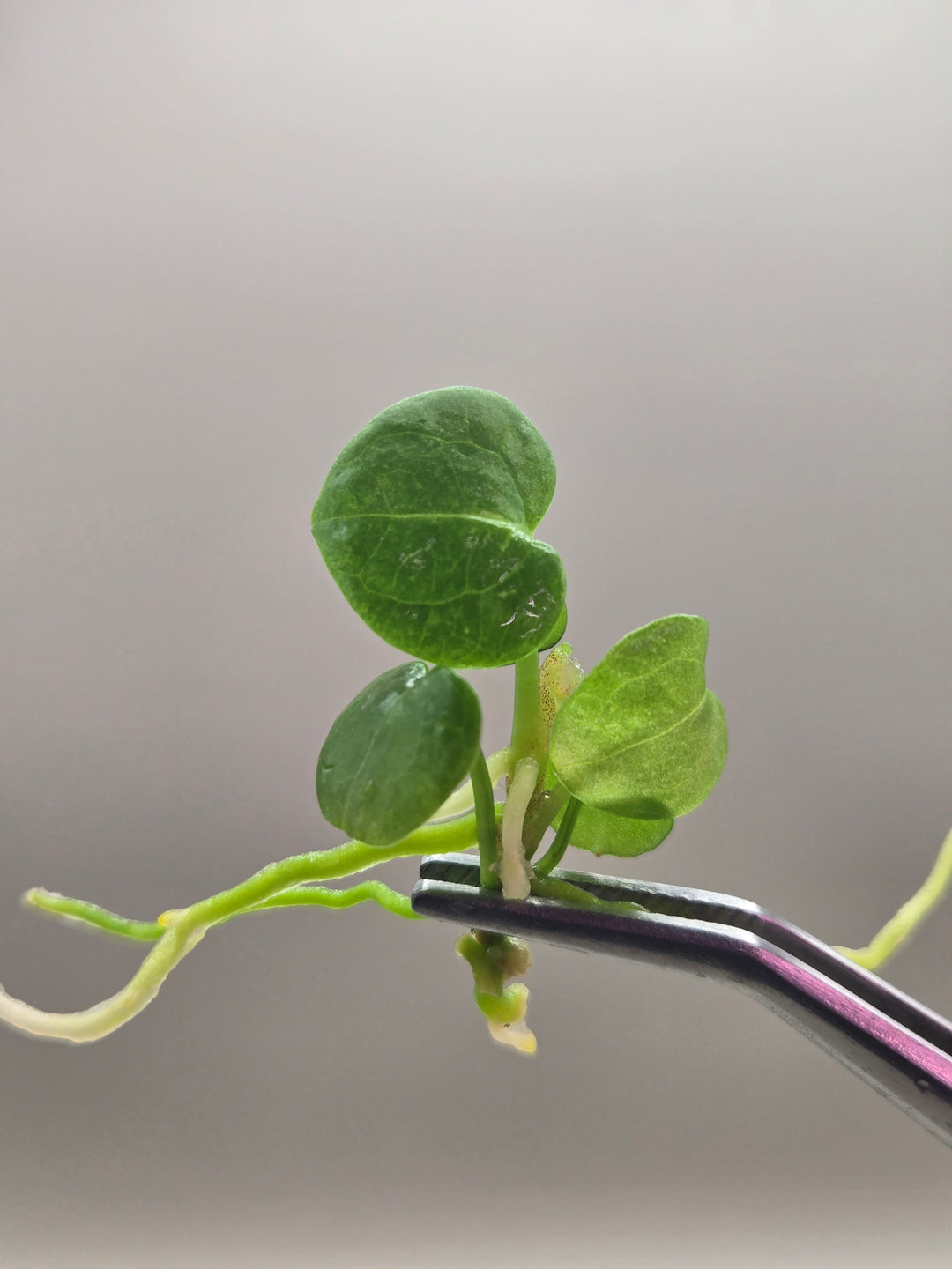 Anthurium Crackin Veins Tissue Culture