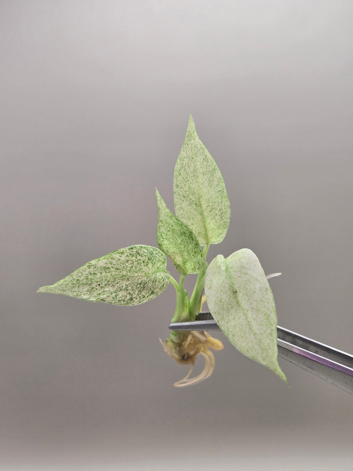 Rhaphidophora Tetrasperma Mint Tissue Culture