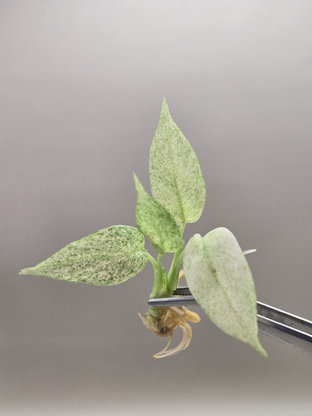 Rhaphidophora Tetrasperma Mint Tissue Culture