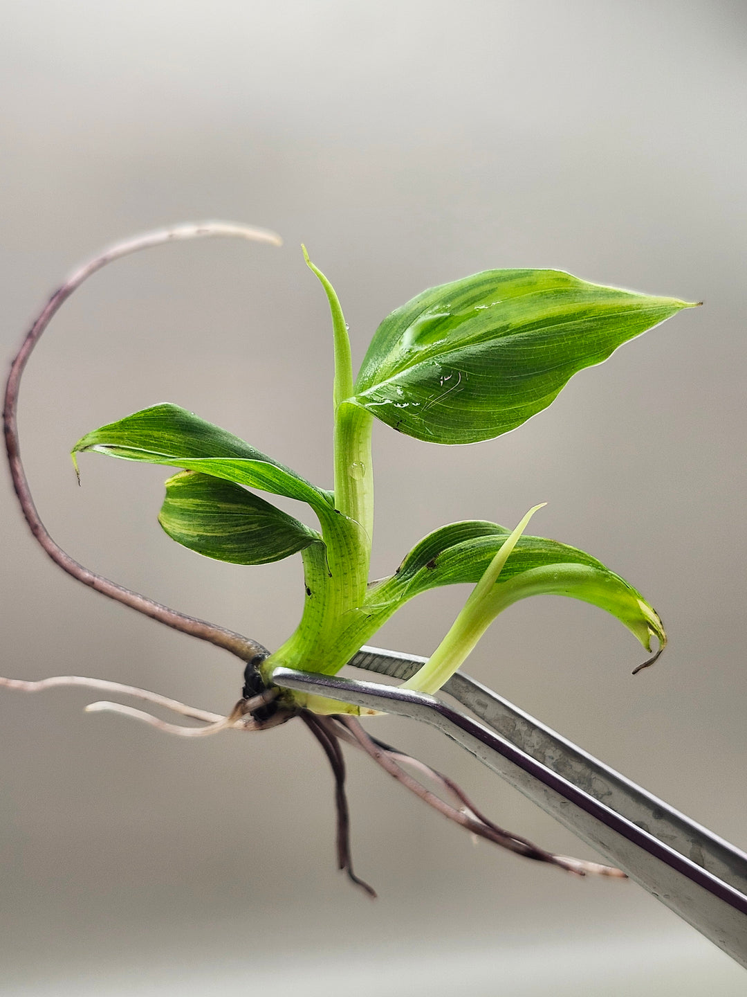 Musa Aurea Tissue Culture