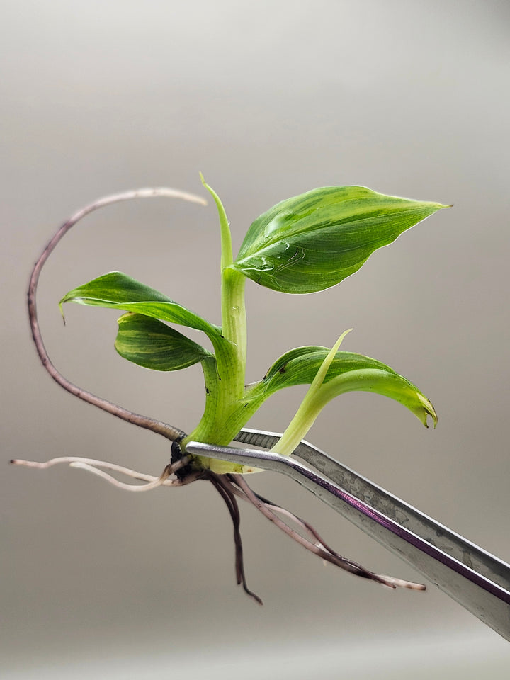 Musa Aurea Tissue Culture