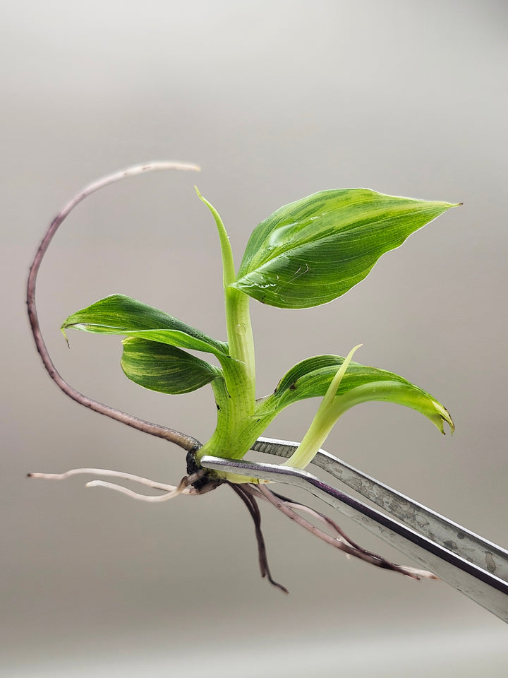 Musa Aurea Tissue Culture