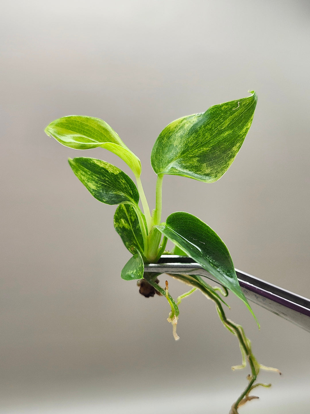 Philodendron Florida Beauty Tissue Culture