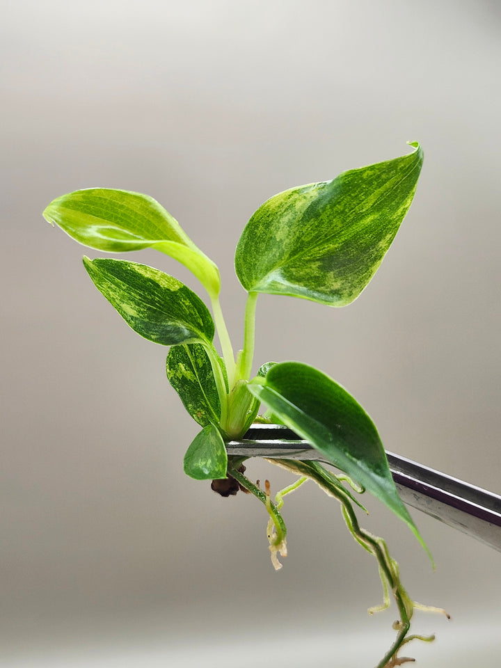 Philodendron Florida Beauty Tissue Culture