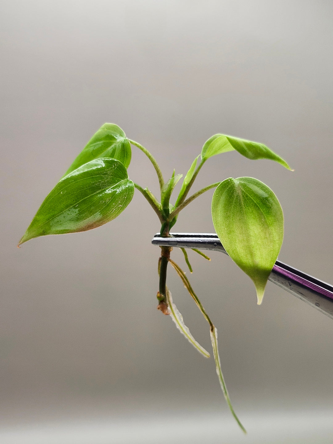 Philodendron Micans Pink Cloud Tissue Culture
