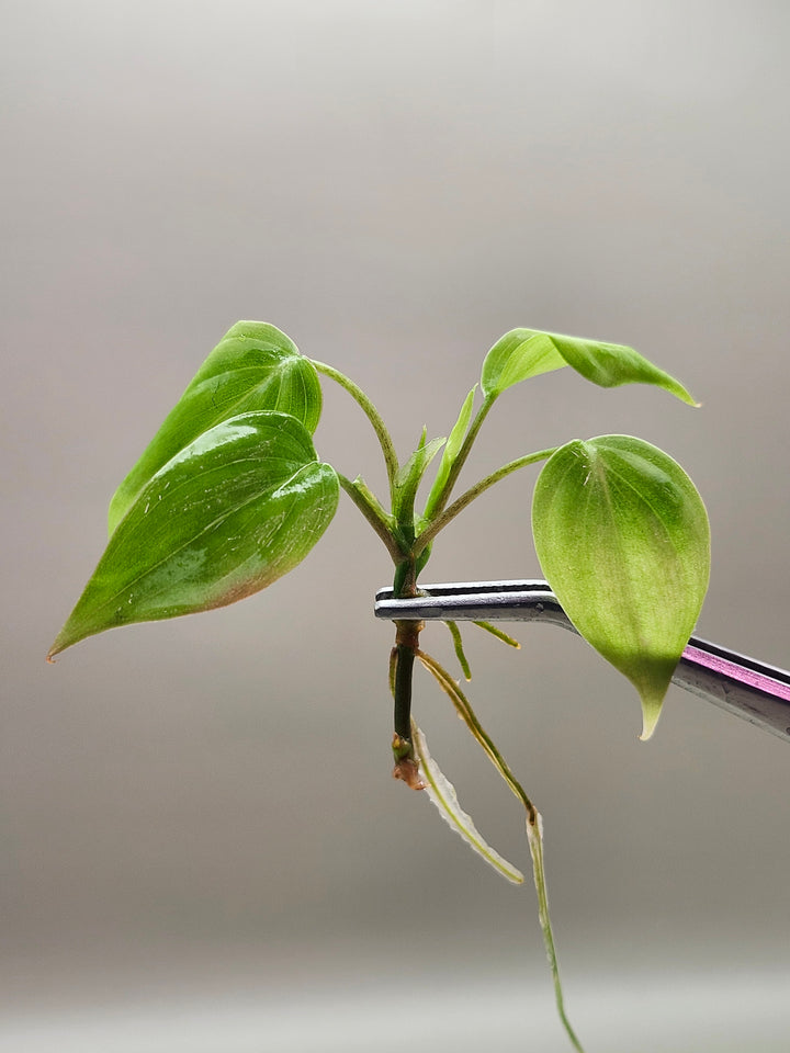 Philodendron Micans Pink Cloud Tissue Culture
