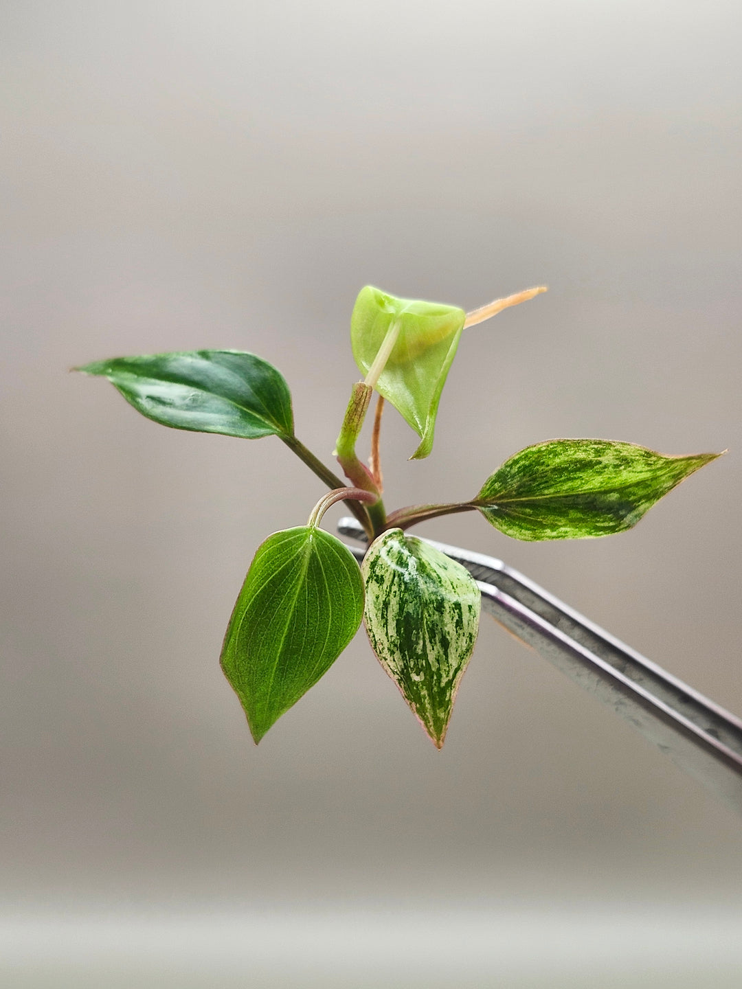 Philodendron Variegated Micans Tissue Culture