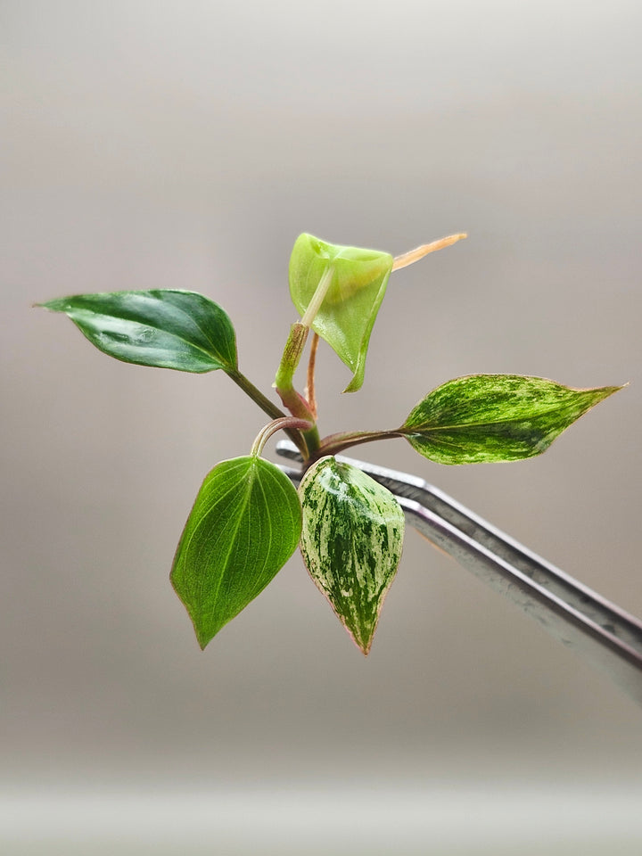 Philodendron Variegated Micans Tissue Culture