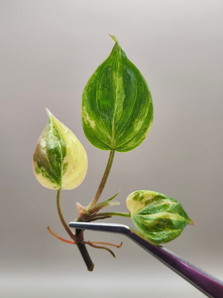 Philodendron Micans Aurea Tissue Culture
