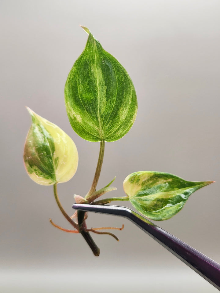 Philodendron Micans Aurea Tissue Culture