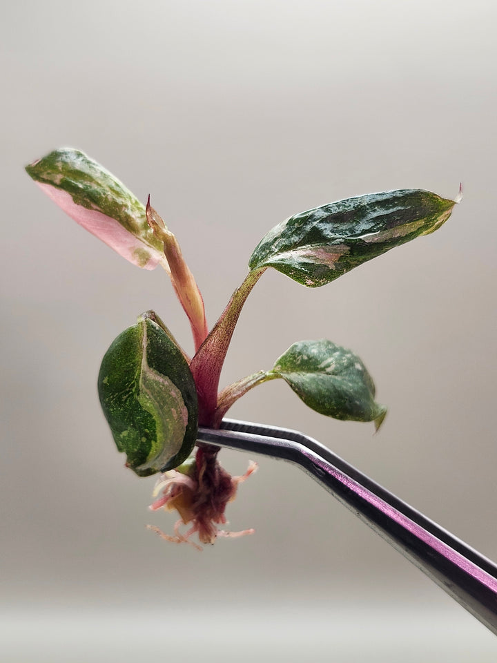 Philodendron Pink Princess Tissue Culture