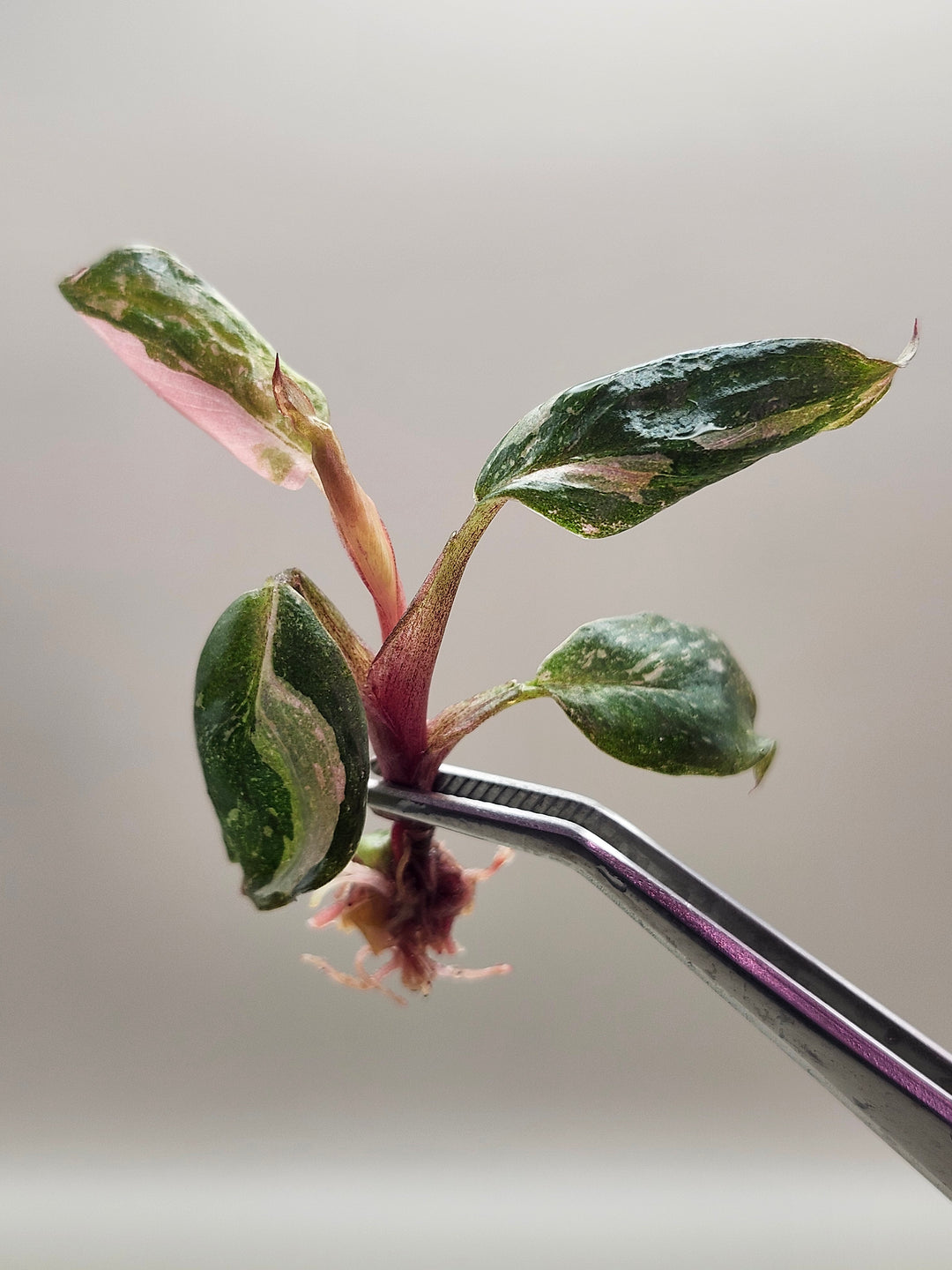 Philodendron Pink Princess Tissue Culture