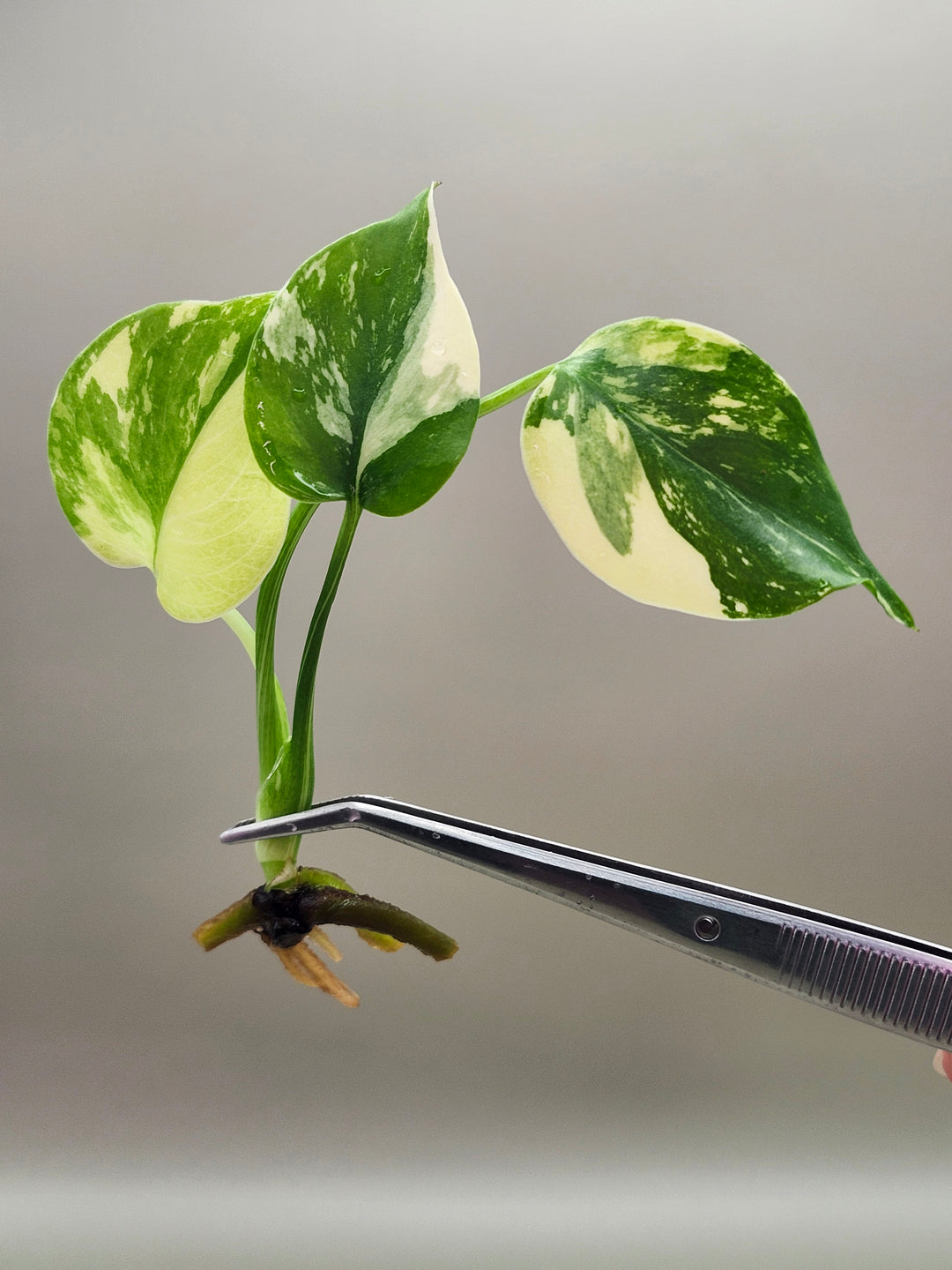 Monstera Lemon Pom Pom Tissue Culture