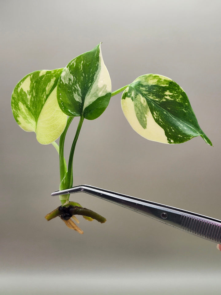 Monstera Lemon Pom Pom Tissue Culture