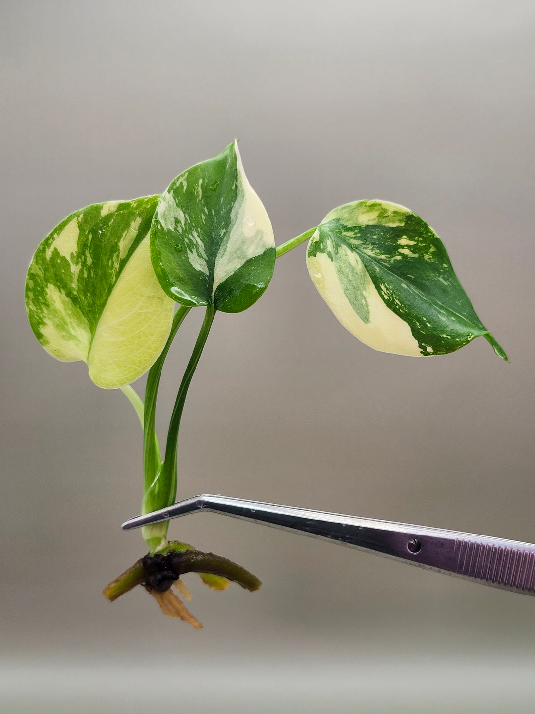 Monstera Lemon Pom Pom Tissue Culture
