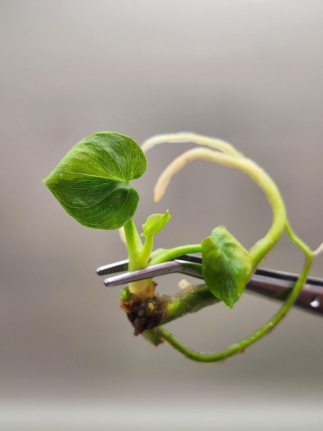 Philodendron Variegated Hope Tissue Culture