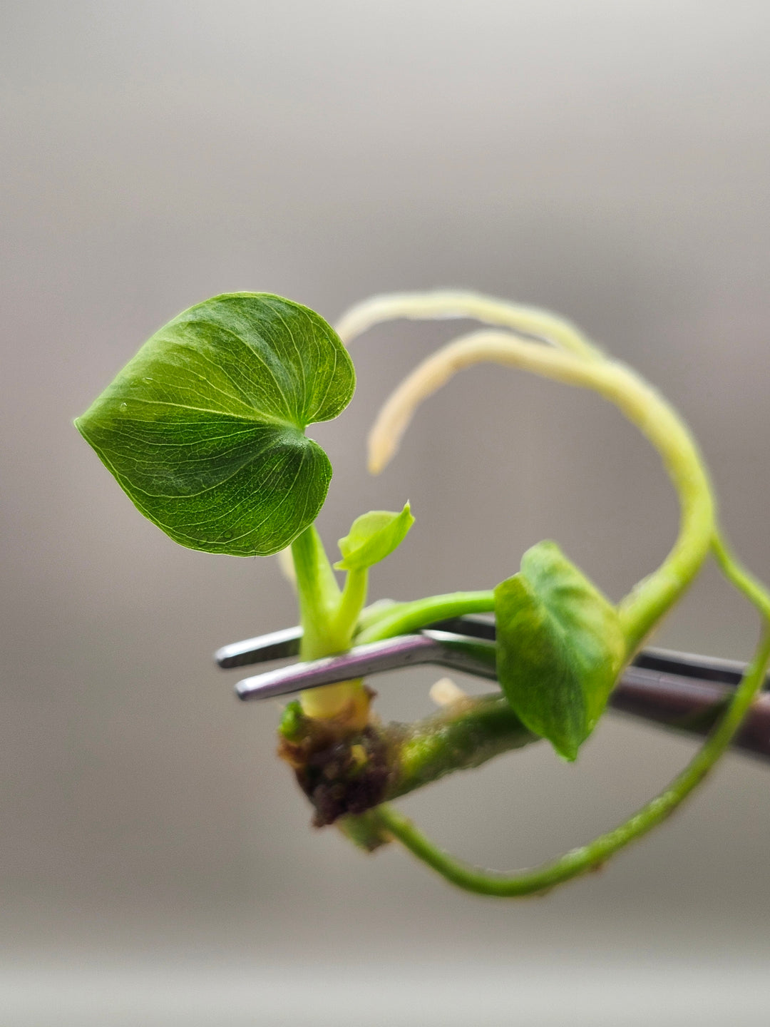 Philodendron Variegated Hope Tissue Culture