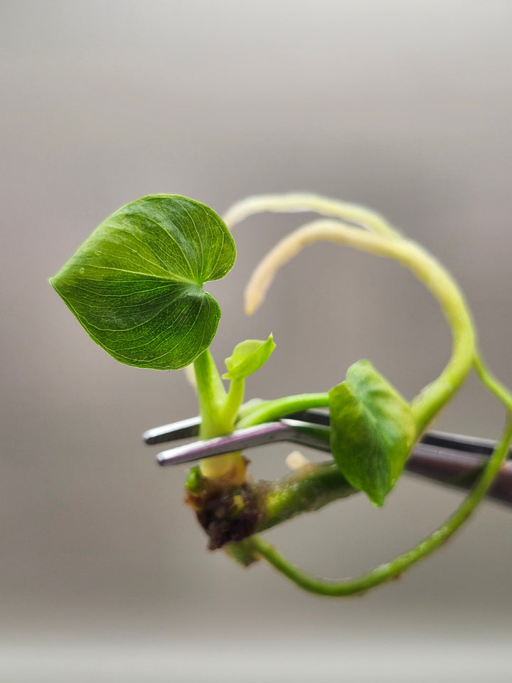 Philodendron Variegated Hope Tissue Culture
