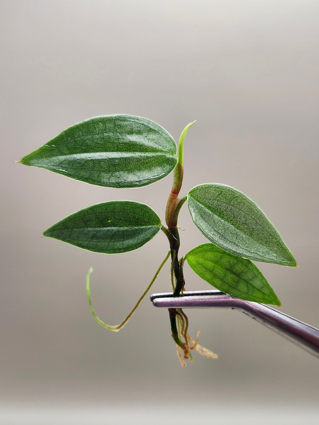 Philodendron Burle Marx Fantasy Tissue Culture