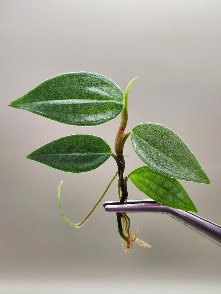 Philodendron Burle Marx Fantasy Tissue Culture