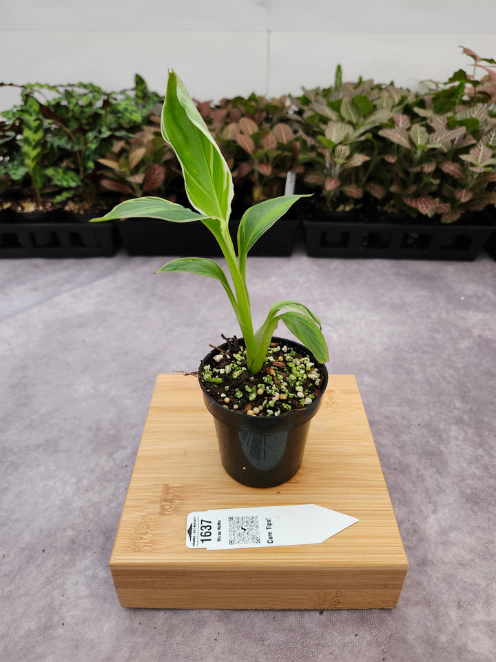 Musa NoNo (3in)-1637