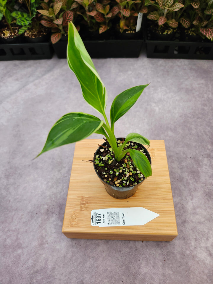 Musa NoNo (3in)-1637