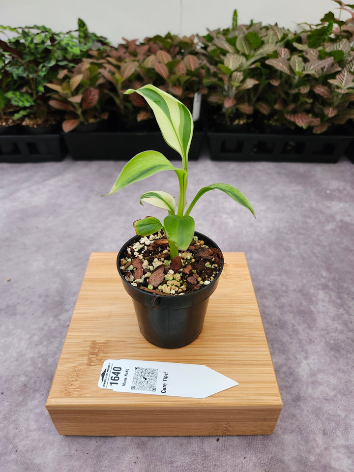 Musa NoNo (3in)-1640
