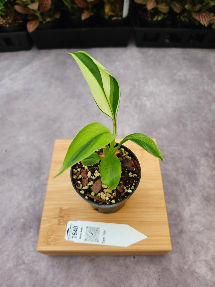 Musa NoNo (3in)-1640