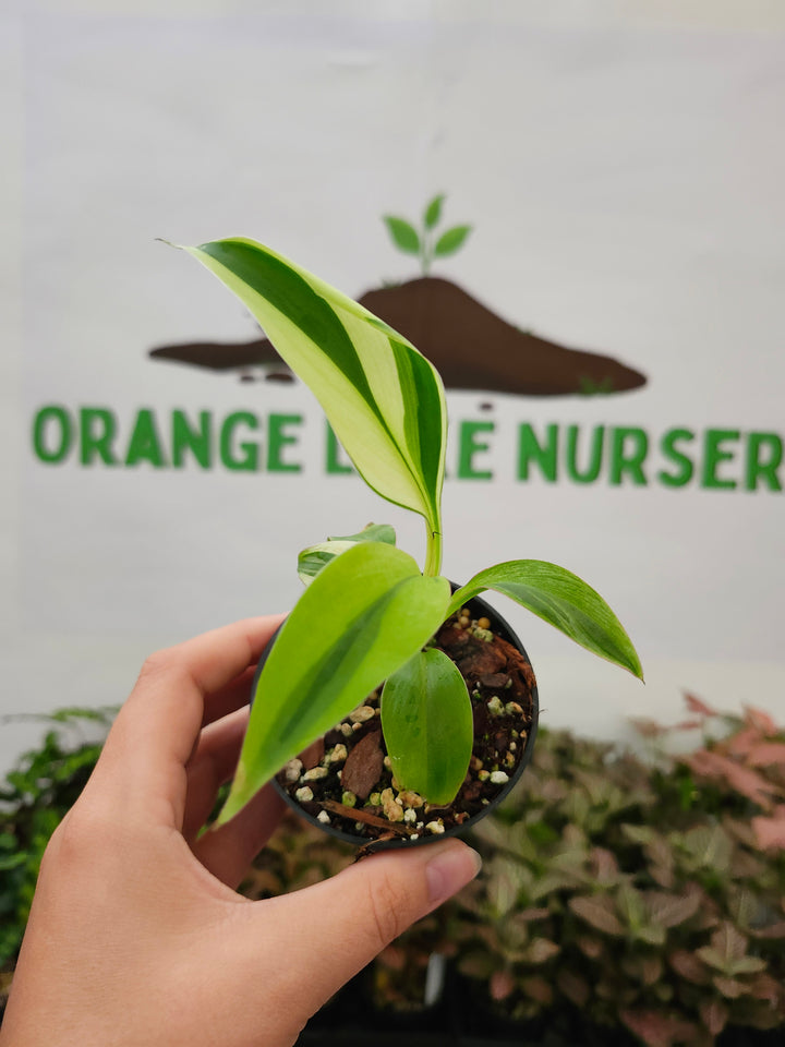 Musa NoNo (3in)-1640