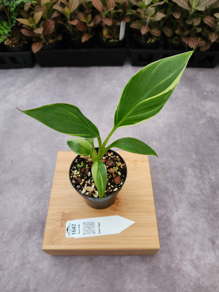 Musa NoNo (3in)-1642